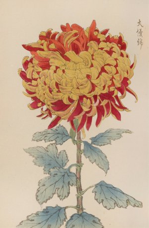 Keika hyakugiku, Pl.12 by Keika Hasegawa Oil Painting