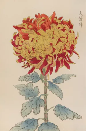 Keika hyakugiku, Pl.12 by Keika Hasegawa Oil Painting