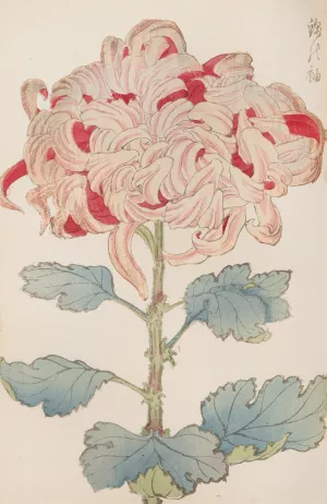 Keika hyakugiku, Pl.13 by Keika Hasegawa Oil Painting