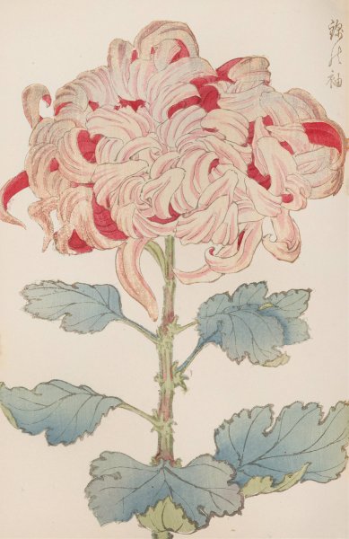 Main Product Photo of Keika hyakugiku, Pl.13  Painting by Keika Hasegawa