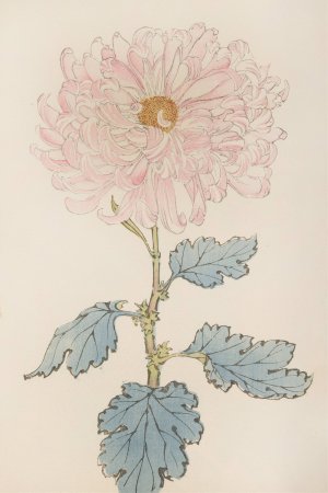 Keika hyakugiku, Pl.14 by Keika Hasegawa Oil Painting
