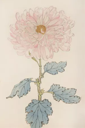 Keika hyakugiku, Pl.14 by Keika Hasegawa Oil Painting