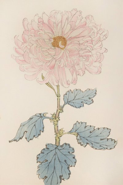 Main Product Photo of Keika hyakugiku, Pl.14  Painting by Keika Hasegawa