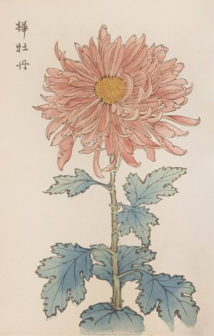 Keika hyakugiku, Pl.15 by Keika Hasegawa Oil Painting