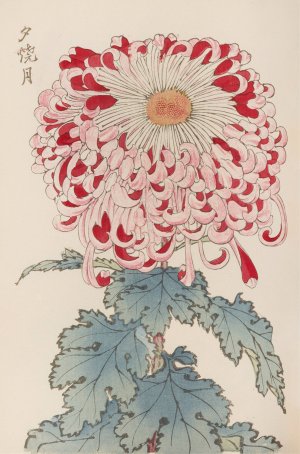 Keika hyakugiku, Pl.16 by Keika Hasegawa Oil Painting