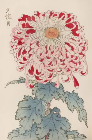 Keika hyakugiku, Pl.16 by Keika Hasegawa Oil Painting