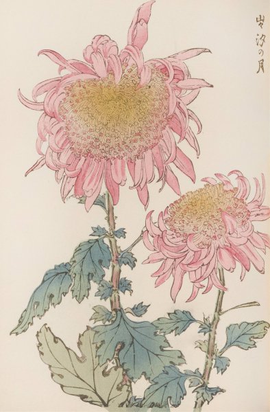 Keika hyakugiku, Pl.17  by Keika Hasegawa - Hand-Painted Oil Painting Reproduction