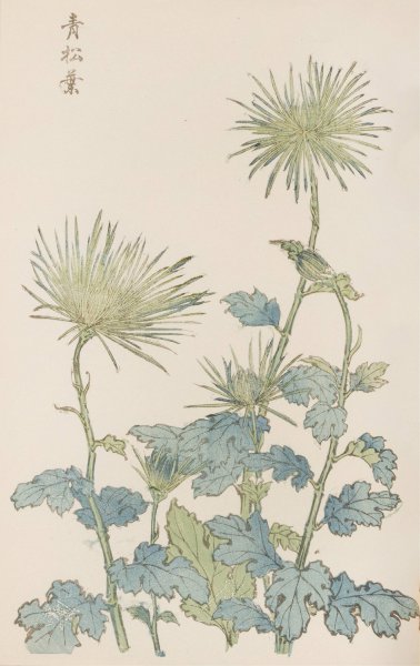 Main Product Photo of Keika hyakugiku, Pl.18  Painting by Keika Hasegawa