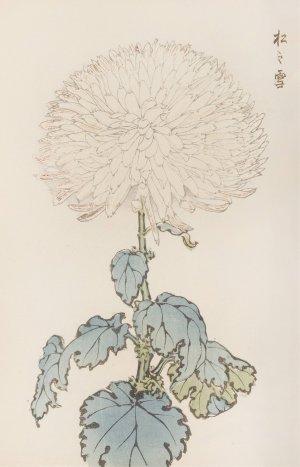 Keika hyakugiku, Pl.19 by Keika Hasegawa Oil Painting