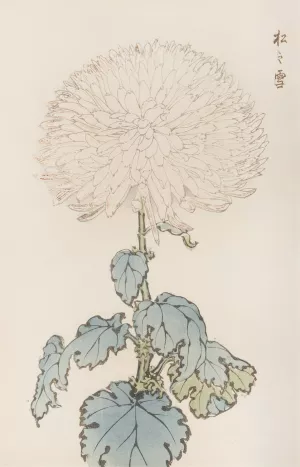Keika hyakugiku, Pl.19 by Keika Hasegawa Oil Painting