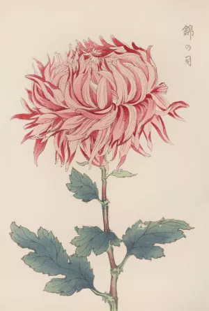 Keika hyakugiku, Pl.20 by Keika Hasegawa Oil Painting