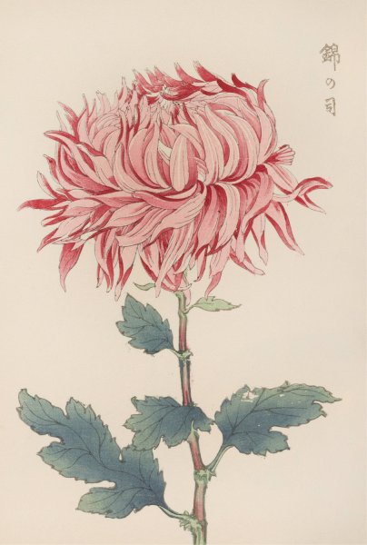 Keika hyakugiku, Pl.20  by Keika Hasegawa - Hand-Painted Oil Painting Reproduction