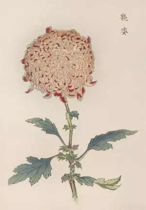 Keika hyakugiku, Pl.21 by Keika Hasegawa Oil Painting