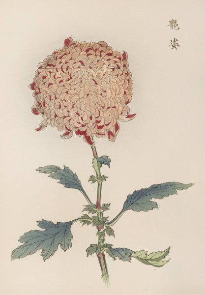 Keika hyakugiku, Pl.21  by Keika Hasegawa - Hand-Painted Oil Painting Reproduction