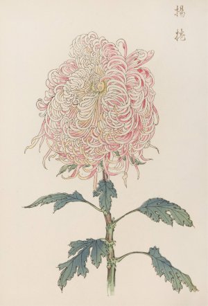 Keika hyakugiku, Pl.22 by Keika Hasegawa Oil Painting
