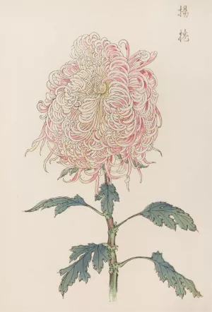 Keika hyakugiku, Pl.22 by Keika Hasegawa Oil Painting