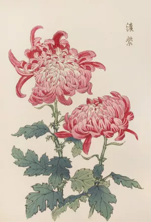 Keika hyakugiku, Pl.23 by Keika Hasegawa Oil Painting