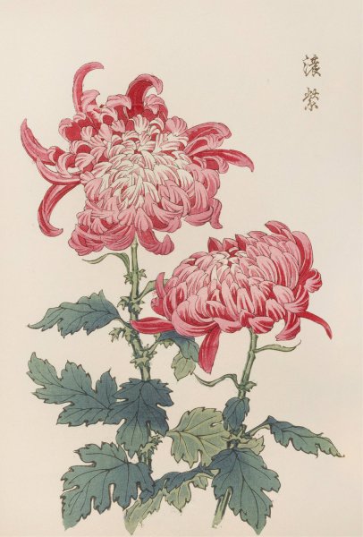 Main Product Photo of Keika hyakugiku, Pl.23  Painting by Keika Hasegawa