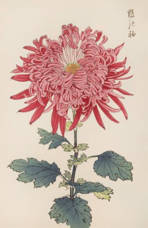 Keika hyakugiku, Pl.24 by Keika Hasegawa Oil Painting