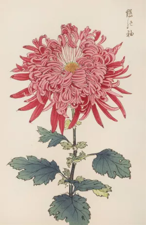 Keika hyakugiku, Pl.24 by Keika Hasegawa Oil Painting