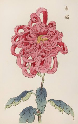 Keika hyakugiku, Pl.25 by Keika Hasegawa Oil Painting