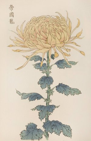 Keika hyakugiku, Pl.26 by Keika Hasegawa Oil Painting