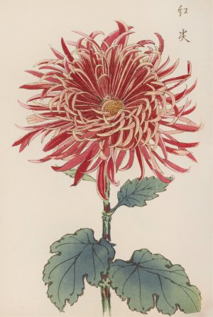 Keika hyakugiku, Pl.27 by Keika Hasegawa Oil Painting