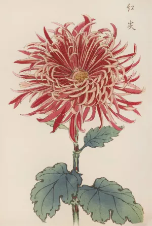 Keika hyakugiku, Pl.27 by Keika Hasegawa Oil Painting