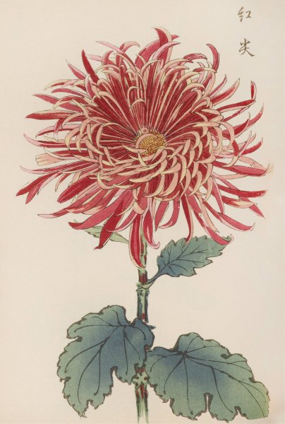 Keika hyakugiku, Pl.27  by Keika Hasegawa - Hand-Painted Oil Painting Reproduction
