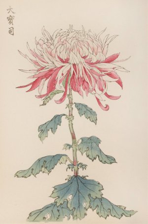 Keika hyakugiku, Pl.28 by Keika Hasegawa Oil Painting