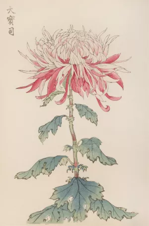 Keika hyakugiku, Pl.28 by Keika Hasegawa Oil Painting