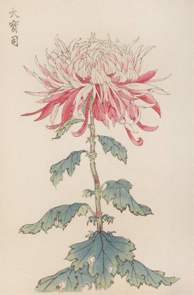 Keika hyakugiku, Pl.28  by Keika Hasegawa - Hand-Painted Oil Painting Reproduction