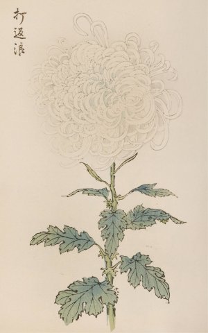 Keika hyakugiku, Pl.29 by Keika Hasegawa Oil Painting