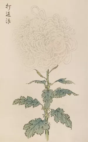 Keika hyakugiku, Pl.29 by Keika Hasegawa Oil Painting