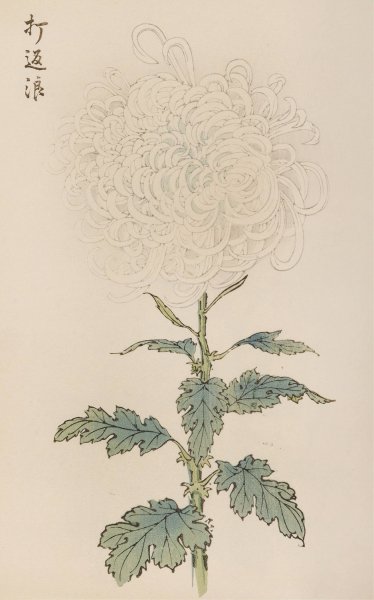 Keika hyakugiku, Pl.29  by Keika Hasegawa - Hand-Painted Oil Painting Reproduction