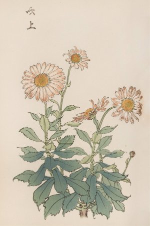 Keika hyakugiku, Pl.30 by Keika Hasegawa Oil Painting