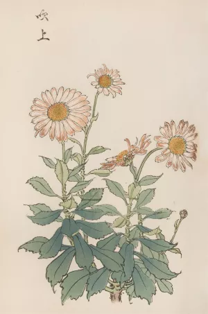 Keika hyakugiku, Pl.30 by Keika Hasegawa Oil Painting