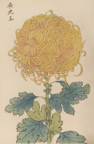 Keika hyakugiku, Pl.31 by Keika Hasegawa Oil Painting
