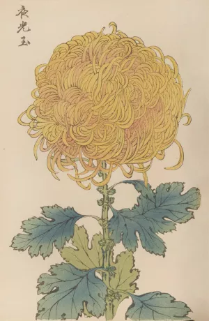 Keika hyakugiku, Pl.31 by Keika Hasegawa Oil Painting