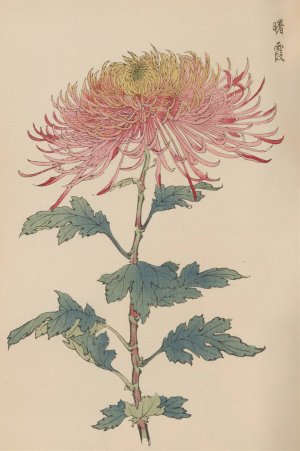 Keika hyakugiku, Pl.32 by Keika Hasegawa Oil Painting