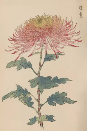 Keika hyakugiku, Pl.32 by Keika Hasegawa Oil Painting