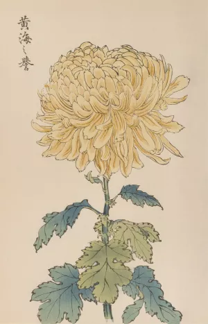 Keika hyakugiku, Pl.33 by Keika Hasegawa Oil Painting