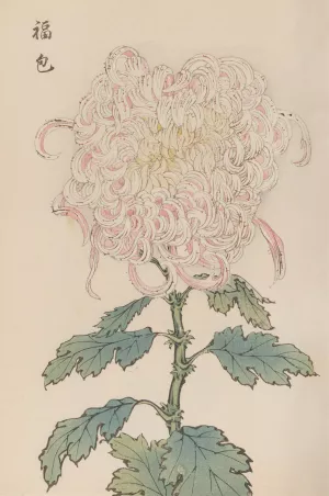 Keika hyakugiku, Pl.34 by Keika Hasegawa Oil Painting