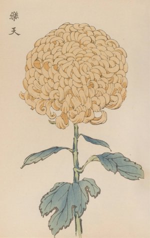Keika hyakugiku, Pl.35 by Keika Hasegawa Oil Painting