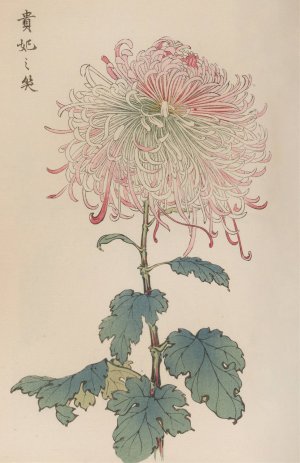 Keika hyakugiku, Pl.36 by Keika Hasegawa Oil Painting