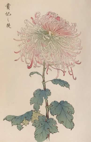 Keika hyakugiku, Pl.36  by Keika Hasegawa - Hand-Painted Oil Painting Reproduction
