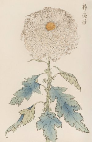 Keika hyakugiku, Pl.37 by Keika Hasegawa Oil Painting