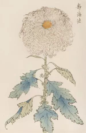 Keika hyakugiku, Pl.37 by Keika Hasegawa Oil Painting