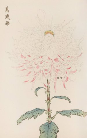 Keika hyakugiku, Pl.38 by Keika Hasegawa Oil Painting
