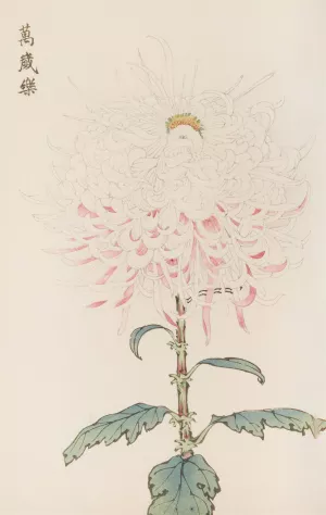 Keika hyakugiku, Pl.38 by Keika Hasegawa Oil Painting